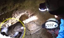 Video: Baby Deer Falls Deep Into Underground Cave, but Watch How Rescuers Go Down After Him