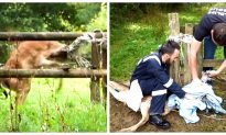 Video: Deer Caught in Electric Fence Frantically Thrashes Around, Forces Rescuers to Pin It Down