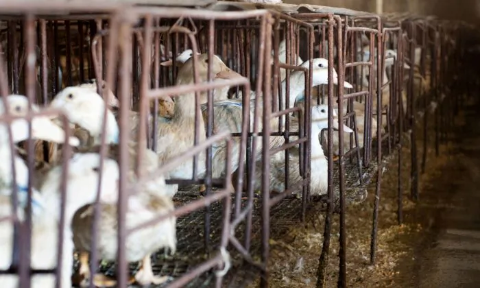 Ducks in cages at a farm in Yanqing District, outside Beijing on Jan. 27, 2010. (OLLI GEIBEL/AFP/Getty Images)
