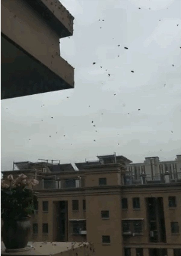 Bee house