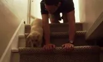 Nervous Puppy’s Afraid to Go Downstairs, So Loving Owner Crawls to Teach Him