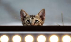 Dogs Euthanized After Mauling 29 Cats to Death in Alabama Shelter