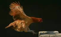 Park Offers Live Chickens as Targets For Slingshot Enthusiasts: Video