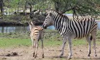 Zookeepers Save Newborn Zebra From Drowning by Wading Through Chest-Deep Water