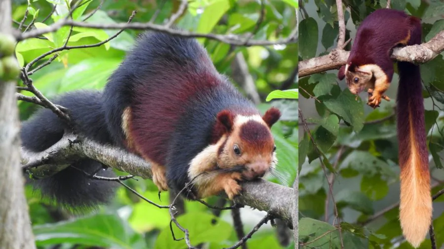 Images of Malabar giant squirrels. (R by Amara Bharathy) (L by Yathin S Krishnappa/Wikimedia Commons)
