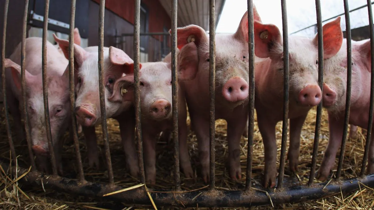 Swine flu viruses can cause high levels of illness in pig herds, but cause few deaths in pigs. (Joern Pollex/Getty Images)