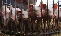 2 People Infected With Swine Flu in Michigan, CDC Reports