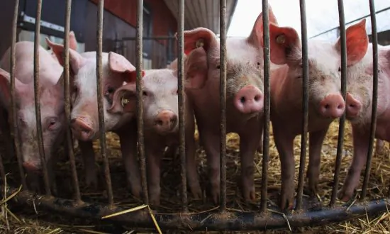 2 People Infected With Swine Flu in Michigan, CDC Reports