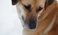 This US State Made It a Felony to Leave Dogs Out in Extremely Cold Weather, and Here’s Why