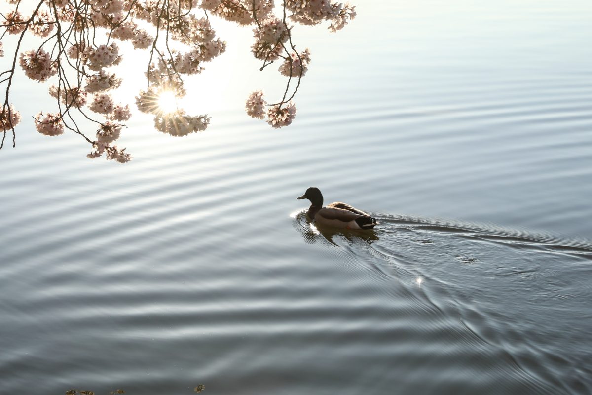 Epoch Times Photo