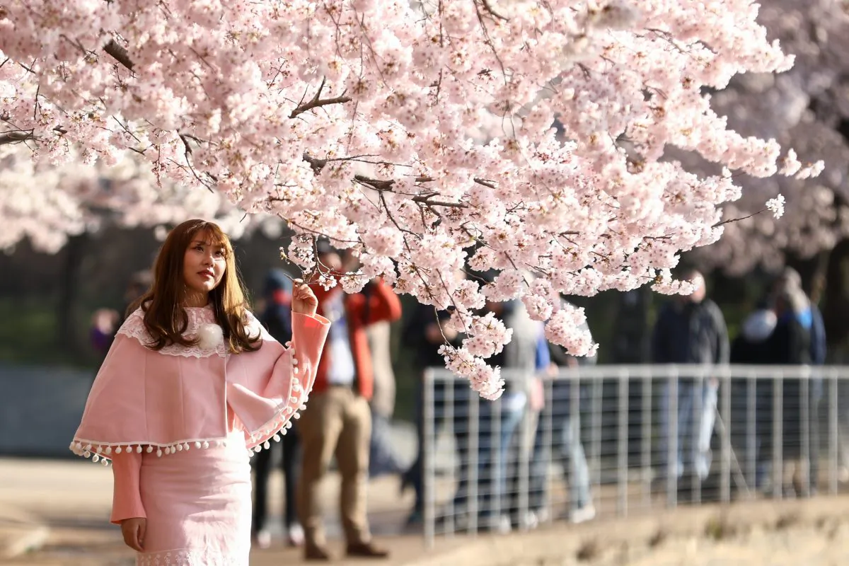 Cherry Blossom trees are in full bloom in a file photo in Washington on April 3, 2019. (Samira Bouaou/The Epoch Times)