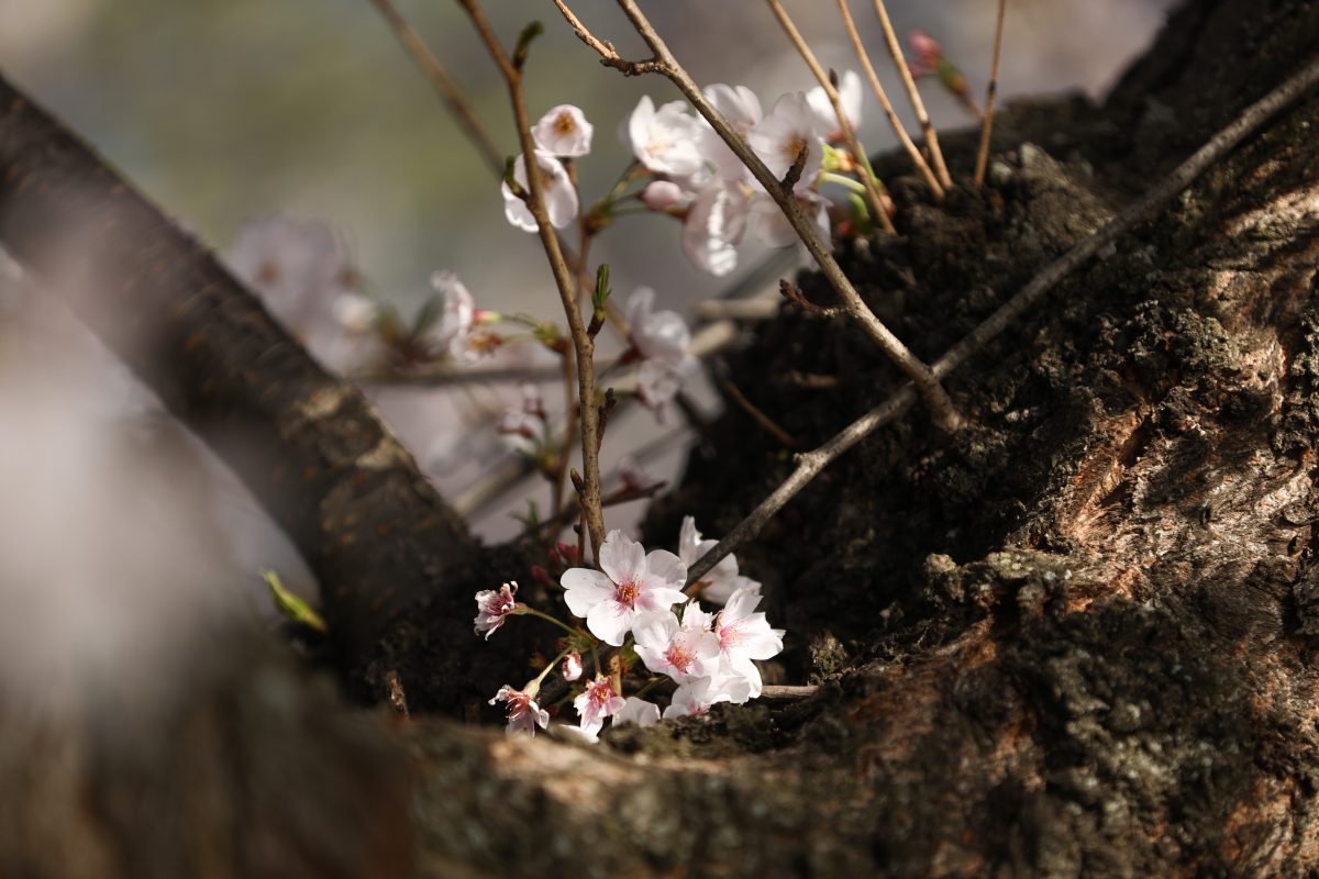 Epoch Times Photo