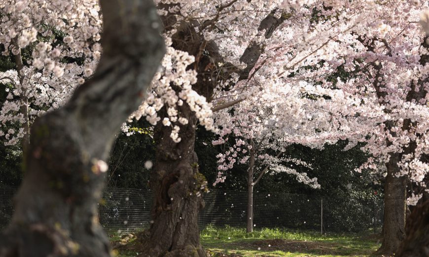 Arts: What Good Is Poetry? Making the Most of Life With A.E. Housman’s the ‘Loveliest of Trees’