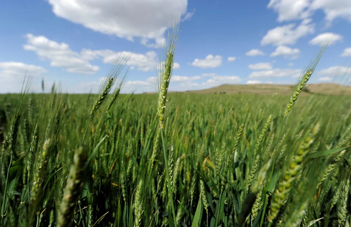 Hybrid wheat will be ready to harvest by mid-June at the bio-technology company Syngenta's research farm near Junction City, Kansas, U.S. on May 4, 2017. (Dave Kaup/Reuters)