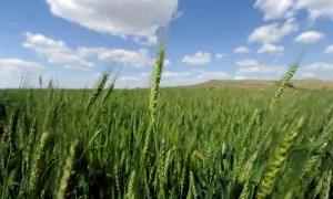 House CCP Committee Hearing on ‘Growing Stakes’ in Bioeconomy, National Security