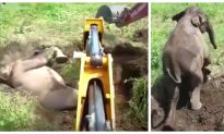Baby Elephant Stuck Upside Down in Mud Is Freed–With Men’s and Digger’s Help