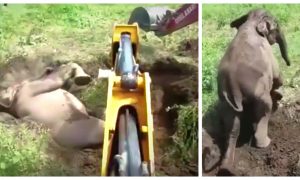 Baby Elephant Stuck Upside Down in Mud Is Freed--With Men's and Digger's Help