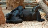 Silverback Gorilla Befriends Extremely Tiny ‘Bush Baby’