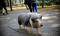Escaped Pet Pig Slaughtered by ‘Helpful’ Neighbor in California