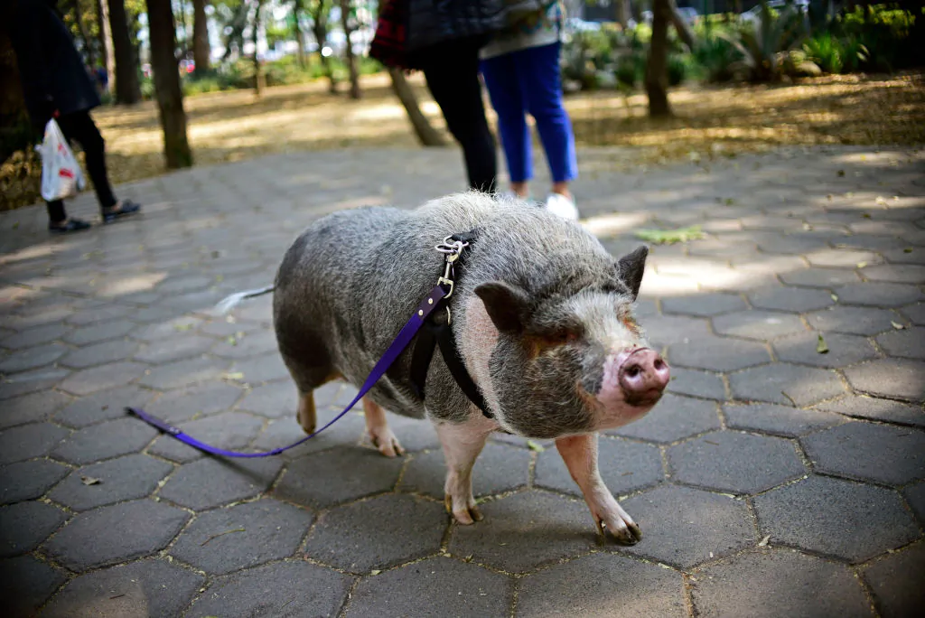 File photo of a pet pig called Jacinto, seen walking with a leash at a park in Mexico City on Jan. 4, 2018. A runaway pet pig in California was found recently and butchered by an area man. (Pedro Pardo/AFP/Getty Images)