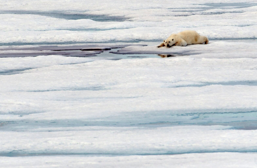 polar bear arctic