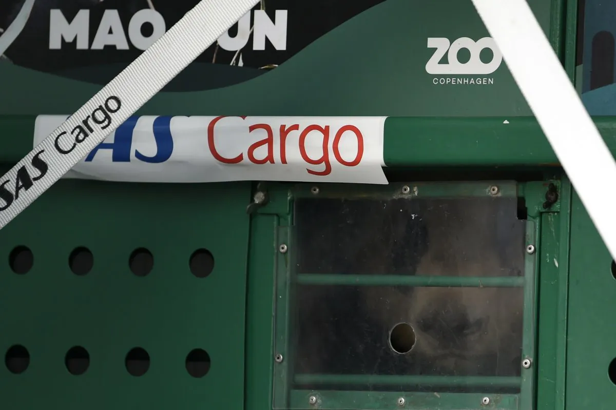 The boxes carrying two Giant Pandas named Xing Er and Mao Sun is unloaded from the plane on its arrival at Copenhagen Airport, on April 4, 2019. (Liselotte Sabroe/Ritzau Scanpix via AP)