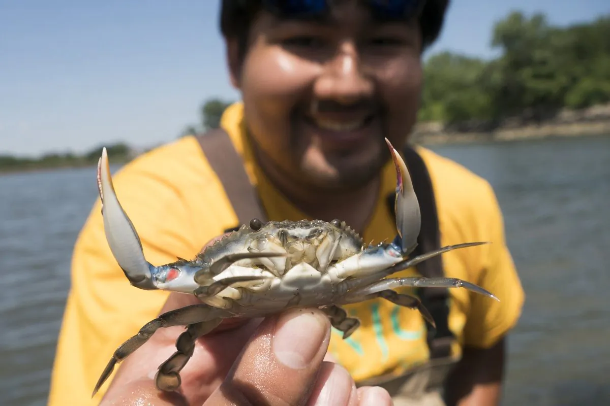 Christian, a worker with NY/NJ Baykeeper, holds a blue crab while working with students, workers and volunteers associated with NY/NJ Baykeeper, as they collect marine life data in the waters near Soundview Park in N.Y. on July 18, 2018. (Don Emmert/AFP/Getty Images)