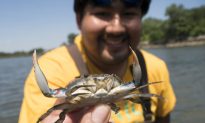 Recreational Crabbing Season Underway in Maryland