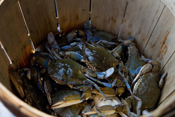 Maryland Blue Crabs in a basket