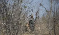 Poacher Eaten by Lions After Getting Killed by Elephant