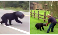 Bear With Head Stuck in Bucket for Weeks Battles With Rescuer, Refusing His Help