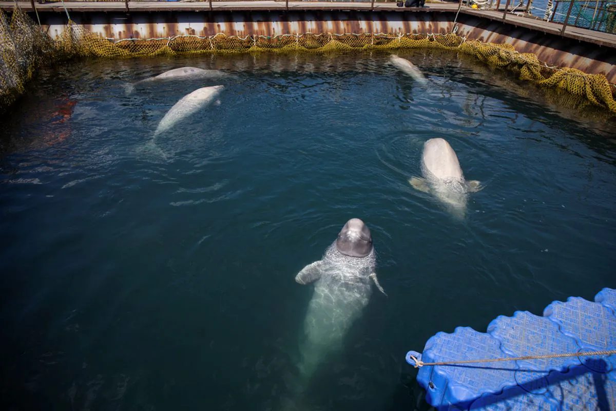 A view shows a facility, where nearly 100 whales including orcas and beluga whales are held in cages. (Press Service of Administration of Primorsky Krai/Alexander Safronov/Handout via Reuters)