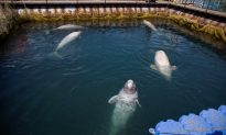 Russia Signs Agreement to Free Captive Whales After Outcry
