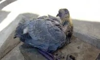 10-Year-Old Girl Writes ‘Detailed Report’ for Vet After Rescuing Injured Baby Pigeon