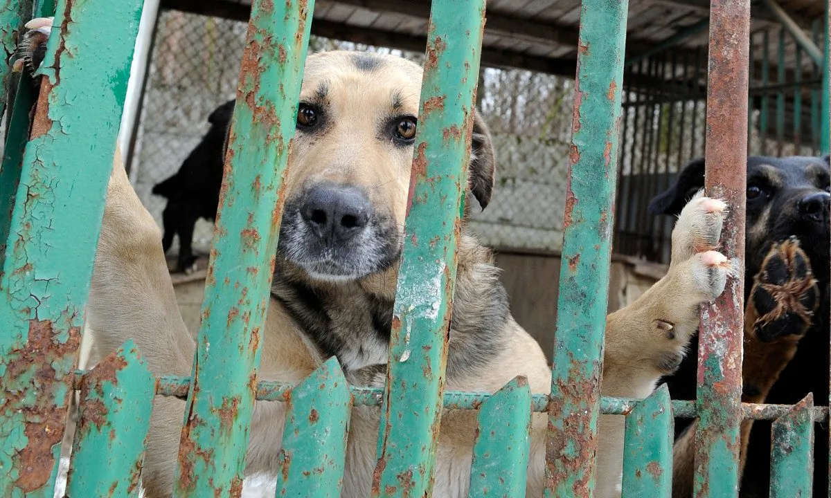 Dogs in a shelter. (JANEK SKARZYNSKI/AFP/Getty Images)