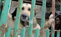 Police Beat Family Dog to Death in Front of Owners