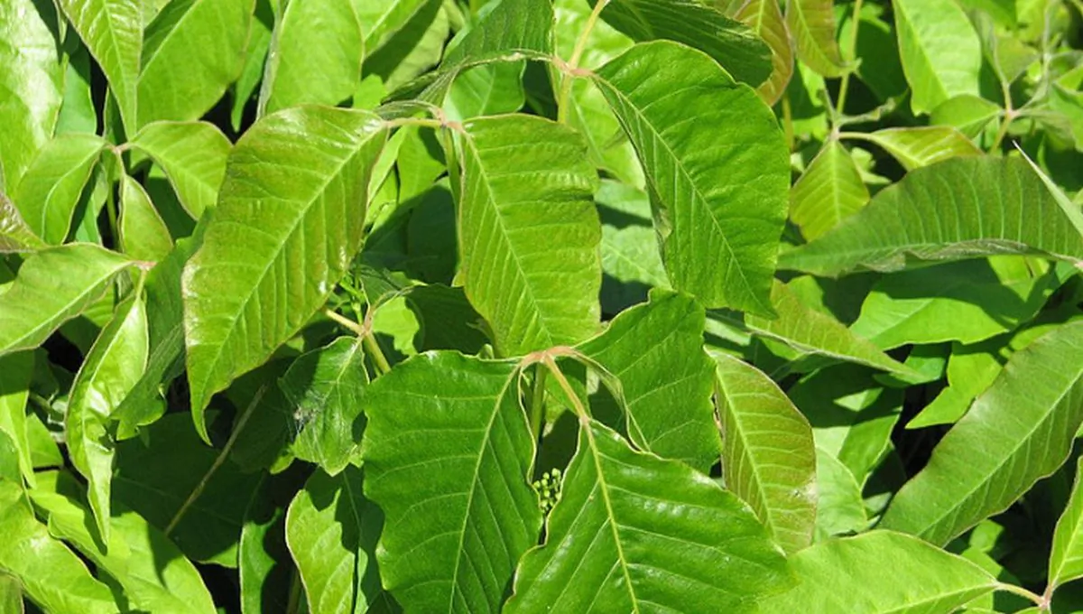 A stock photo shows poison ivy in the spring (D. Gordon E. Robertson / Creative Commons Attribution-Share Alike 3.0 Unported license.)