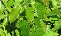 Watch: Don’t Ever Get Poison Ivy or Poison Oak Rash Again