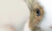 Earless Rabbit Gets Set of Knitted Ears From Owner, Making Her Look Like the Easter Bunny