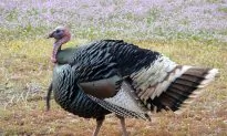 How Saving the Wild Turkey Is Benefiting the American Wild