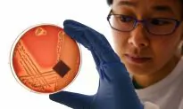 Drug-resistant Deadly ‘Super Fungus’ Continues To Spread Through Hospitals
