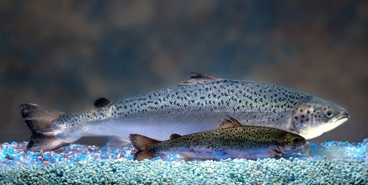 Size comparison of an AquAdvantage salmon (background) vs. a non-transgenic Atlantic salmon sibling of the same age (12 months). Canada was the only country where GM salmon could be sold until last month, when the U.S. government reversed an import ban.(AquaBounty Technologies)