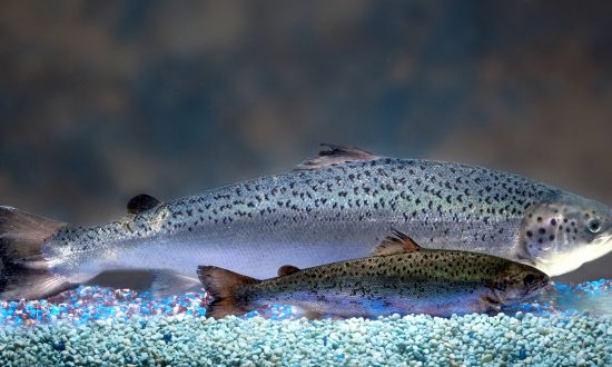 Genetically Modified Fish to Hit Store Shelves in US End of Next Year