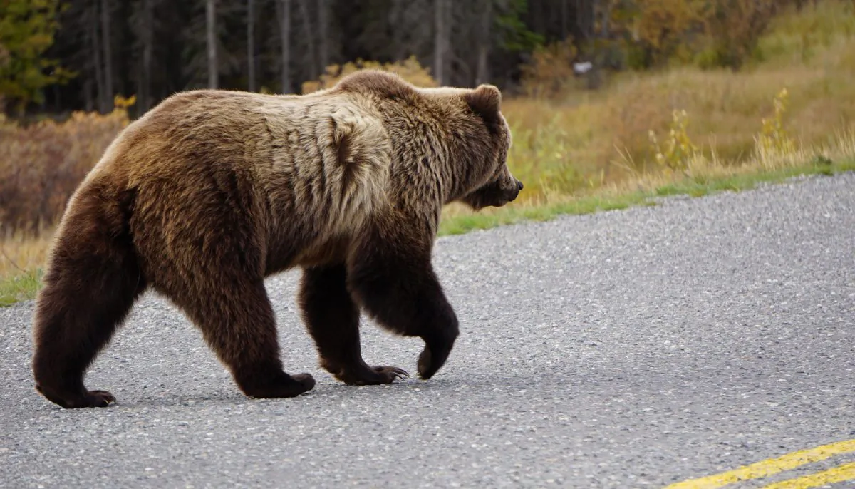 A stock photo of a bear (Illustration - Shutterstock)