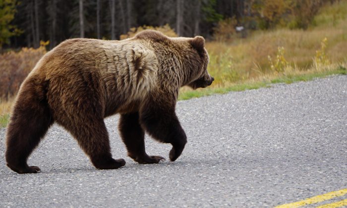 A stock photo of a bear (Illustration - Shutterstock)