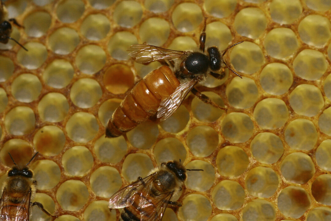 File photo showing bees at an apiary in the Gaza Strip, on April 19, 2010. (Mohammed Abed/AFP/Getty Images)
