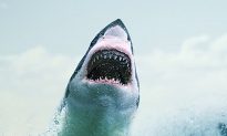 800-Pound Great White Shark ‘Pings’ Off Coast of New Jersey