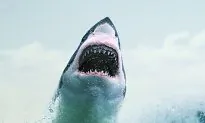 Diver Captures Massive White Shark Charging at Him