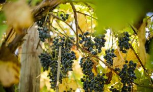 Virginia Wines: American History in a Glass