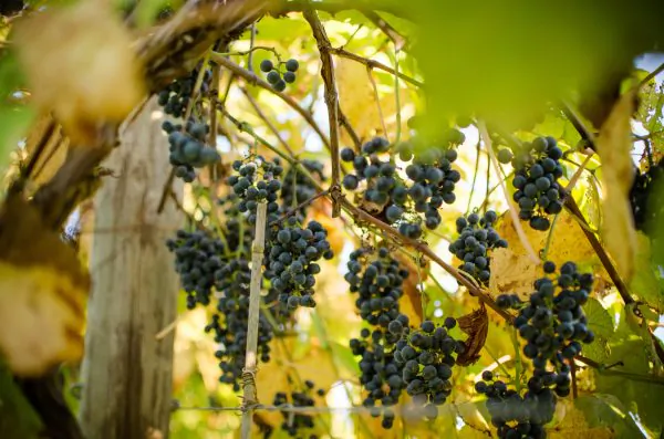 Virginia Wines: American History in a Glass